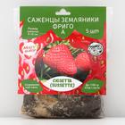 Strawberry seedling FRIGO Suzette (Sussette) A (9-15 mm), 5 pcs Strawberry seedling FRIGO Suzette (Sussette) A (9-15 mm), 5 pcs