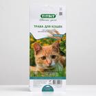 Трава TiTBiT для кошек, пшеница, 50 г - фото 212420