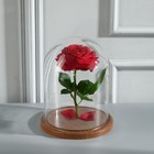 Купол клош стеклянный на деревянной подставке, 20х15 см, коричневый - фото 11135686