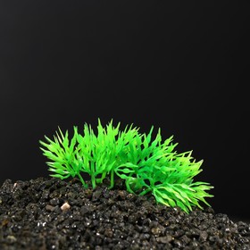 Растение искусственное аквариумное Пижон Аква, на камне, 5 x 4 x 7 см