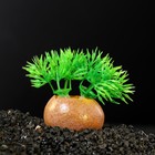 Растение искусственное аквариумное на камне, 5 x 4 x 7 см - фото 2029185