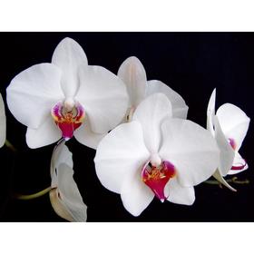 Орхидея Фаленопсис Red Kiss, без цветка (детка), горшок  2,5 дюйма