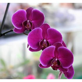 {{photo.Alt || photo.Description || 'Орхидея Фаленопсис SI3469,  без цветка (детка), горшок  2,5 дюйма'}}