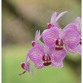 {{photo.Alt || photo.Description || 'Орхидея Фаленопсис Lilien,  без цветка (детка), горшок  2,5 дюйма'}}