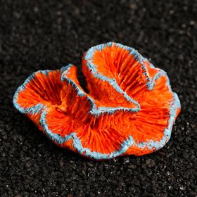 Декоративный коралл "Каталофиллия", 11 х 9 х 5,5 см