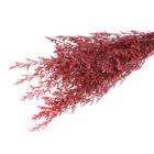 Сухоцвет «Кермек» 130 г, цвет красный - фото 6768441