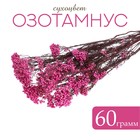 Сухоцвет «Озотамнус» 60 г, цвет ярко-розовый - фото 3394553