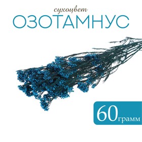 Сухоцвет «Озотамнус» 60 г, цвет синий