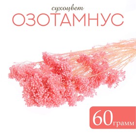 Сухоцвет «Озотамнус» 60 г, цвет розовый