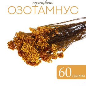 Сухоцвет «Озотамнус» 60 г, цвет оранжевый