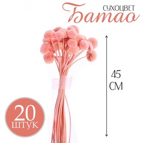 Сухоцвет «Батао» набор 20 шт., цвет розовый