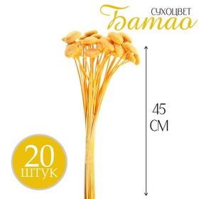 Сухоцвет «Батао» набор 20 шт., цвет жёлтый