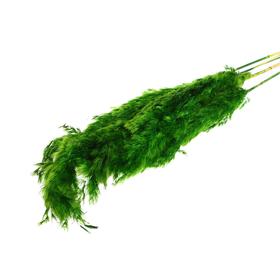 Сухоцвет «Пампасная трава» набор 5 шт., цвет зелёный