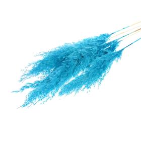 Сухоцвет «Пампасная трава» набор 5 шт., цвет голубой