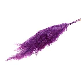 Сухоцвет «Пампасная трава» набор 5 шт., цвет фиолетовый