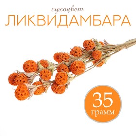Сухоцвет «Ликвидамбара» 35 г, цвет оранжевый