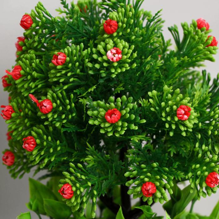 Куст 11. Барбарис желтый ауреа. Буш кустарник желтый. Цветок куст для квартиры. Кипарис куст.