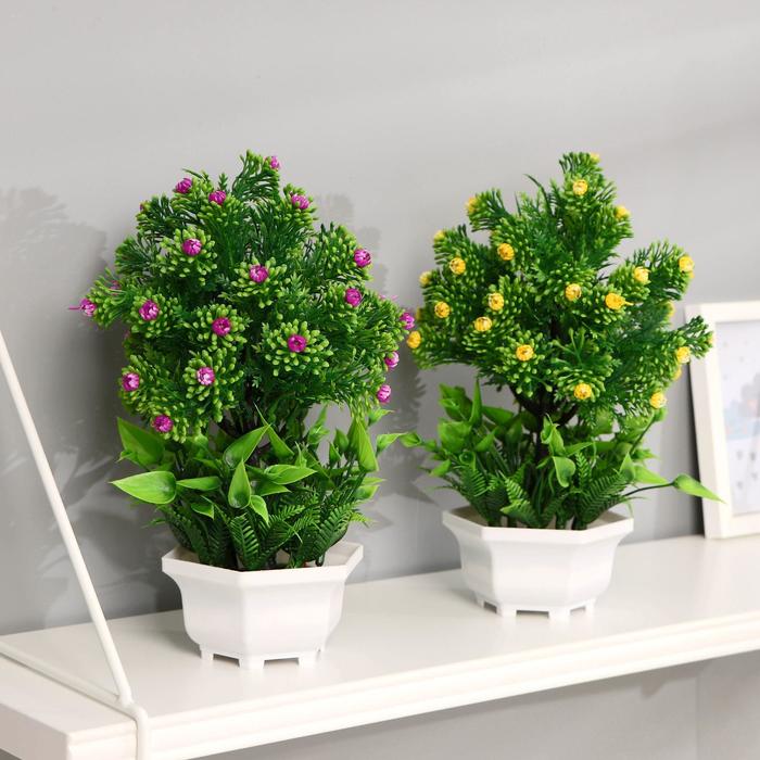 Спирея уссурийская. Buxus sempervirens 'king midas'. Бобовник альпийский. Спирея аргута. Сирень обыкновенная jeanne d'arc.