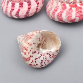 Decorative seashells 