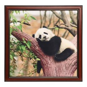 Картина велюр "Панда. Отдых" 46х46 см