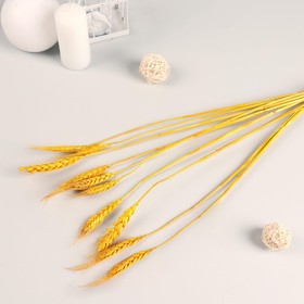 Декор сухоцвет "Пшеница молодая" (набор 10 шт) 60 см, жёлтый