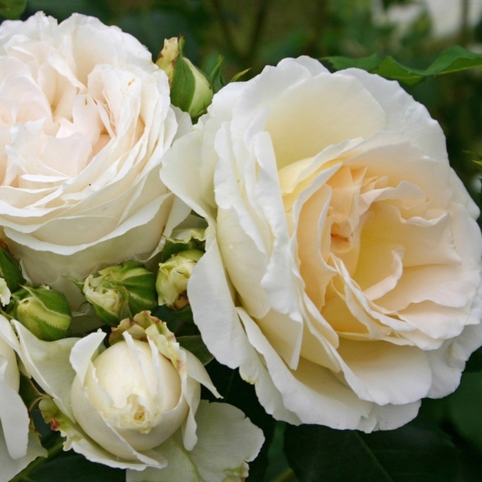 Саженец розы "Аифа", 1 шт,  Весна 2022 - фото 4377999