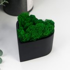 Кашпо бетонное "Сердце" высота 6,5 см черное со мхом (мох зеленый стабилизированный) - фото 4247114