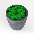 Кашпо бетонное "Красота" высота 8 см черное со мхом (мох зеленый стабилизированный) - фото 800553578