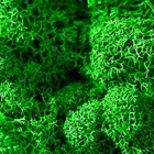 Кашпо бетонное "Красота" высота 8 см черное со мхом (мох зеленый стабилизированный) - фото 800553579