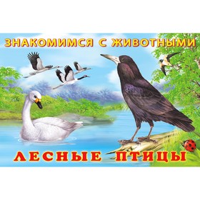 Лесные птицы 7629512