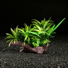 Растение искусственное аквариумное, 20 х 14 см - фото 4601085