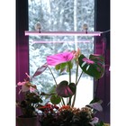 Фитосветильник светодиодный Ritter, T5, 10Вт, 572мм, IP20, на присосках, красно-синий спектр 7779662