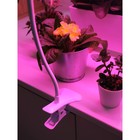 Фитосветильник светодиодный Ritter, T5, 10Вт, 572 мм, IP20, на прищепке, красно-синий спектр 7779666