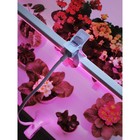 Фитосветильник светодиодный Ritter, T5, 10Вт, 572 мм, IP20, на прищепке, красно-синий спектр 7779666