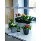 Фитосветильник светодиодный Ritter, T5, 10Вт, 572 мм, IP20, на прищепке, красно-синий спектр 7779666