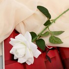 Цветы искусственные "Роза Пьер де Ронсар" d-11 см 60 см белый - фото 4901517