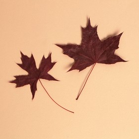 Сухие листья, набор 2 шт., размер 1 шт: 5 × 7 см