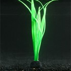 Растение силиконовое аквариумное, светящееся в темноте, 8 х 22 см, зелёное - фото 4930657