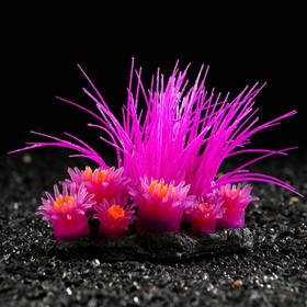 Декор для аквариума Coral Island силиконовый, светящийся в темноте, 11,5 х 9 см, фиолетовый   710885
