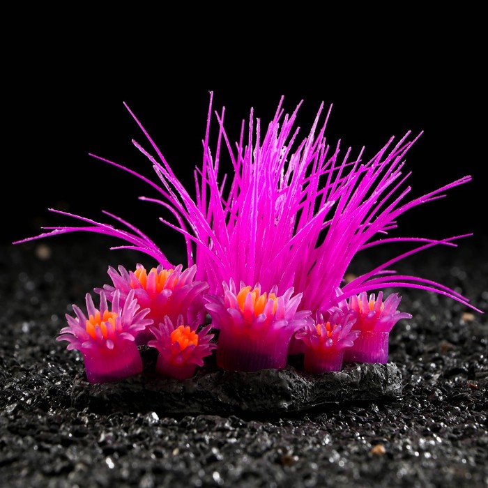 Декор для аквариума Coral Island силиконовый, светящийся в темноте, 11,5 х 9 см, фиолетовый   710885 - фото 6879449