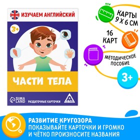 Раздаточные карточки «Изучаем английский. Части тела», 3+ в Донецке