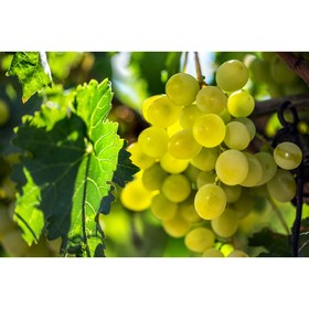 Виноград "Поиск" плодовый "Гарольд", C3 горшок, Н20-40 высота, 1 шт., Июль 2022