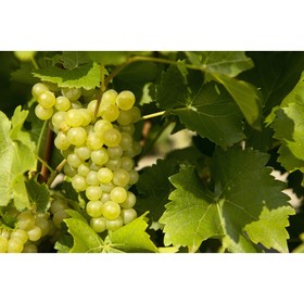 Виноград "Поиск" плодовый "Супер-Экстра", C3 горшок, Н20-40 высота, 1 шт., Июль 2022