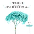 Сухоцвет «Гортензия крупнолистовая», голубая, 1 веточка 60 - 80 см в упаковке 7749536 - фото 6651989