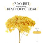 Сухоцвет «Гортензия крупнолистовая», жёлтая, 1 веточка 60 - 70 см в упаковке 7749537 - фото 6651992