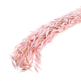 Сухоцвет «Овёс посевной», розовый, 50 г в упаковке