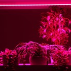 Фитосветильник светодиодный, 14 Вт, 872 мм, IP20, сине-красный спектр, фиолетовый, «ЭРА» 9355791