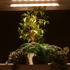 Фитосветильник светодиодный, 30 Вт, 872 мм, IP65, полный спектр, бело-красный, «ЭРА» 9355792