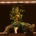 Фитосветильник светодиодный, 18 Вт, 1170 мм, IP20, полный спектр, бело-красный, «ЭРА» 9355793