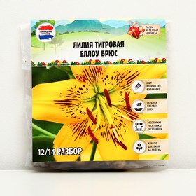 Лилия Тигровая "Yellow Bruse", р-р 12/14, 2 шт, Весна 2023 9492101